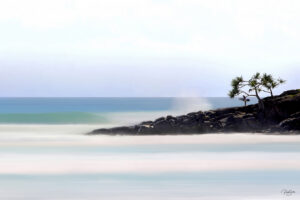 Photo Of A Surfer Standing Under A Pandanus Tree at Tea Tree Bay, Noosa National Park